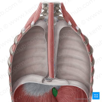 Porción abdominal del esófago (Pars abdominalis oesophagi); Imagen: Yousun Koh