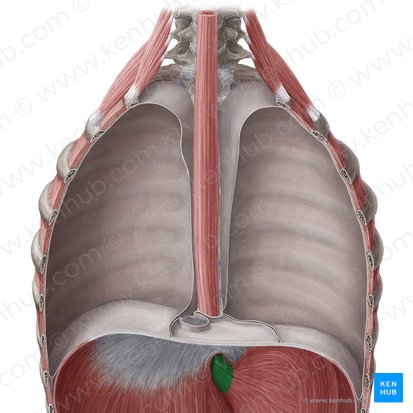 Porção abdominal do esôfago (Pars abdominalis oesophagi); Imagem: Yousun Koh