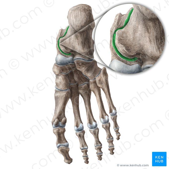 Articulación talocalcánea (Articulatio subtalaris); Imagen: Liene Znotina