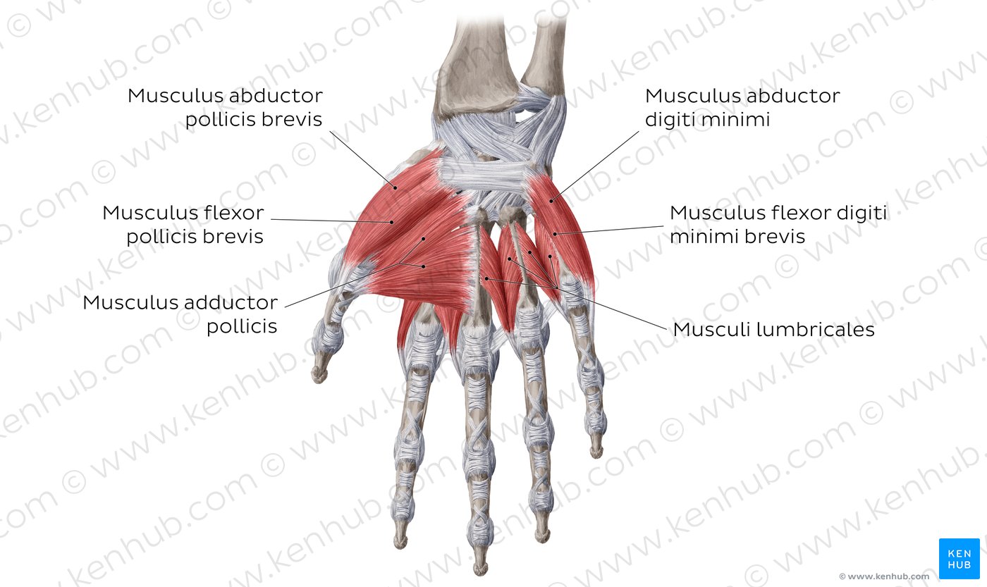 Übersicht über die Handmuskeln, Hypothenarmuskulatur jeweils rechts im Bereich des kleinen Fingers
