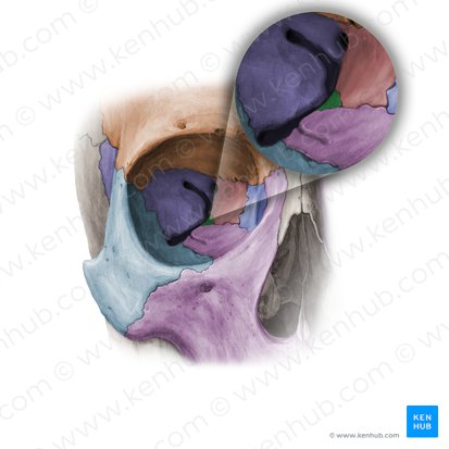 Orbital process of palatine bone (Processus orbitalis ossis palatini); Image: Paul Kim