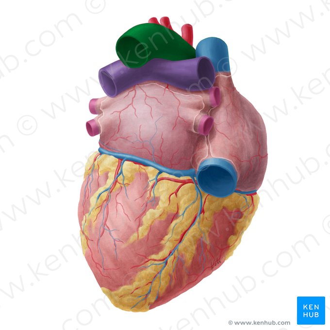 Aortic arch (Arcus aortae); Image: Yousun Koh