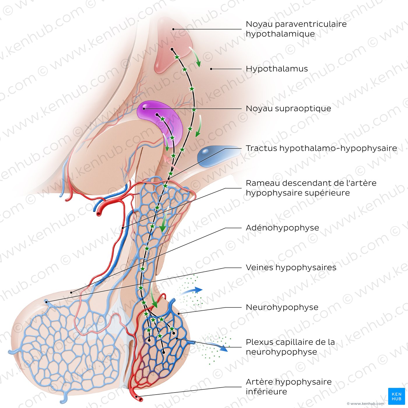 Tractus hypothalamo-hypophysaire