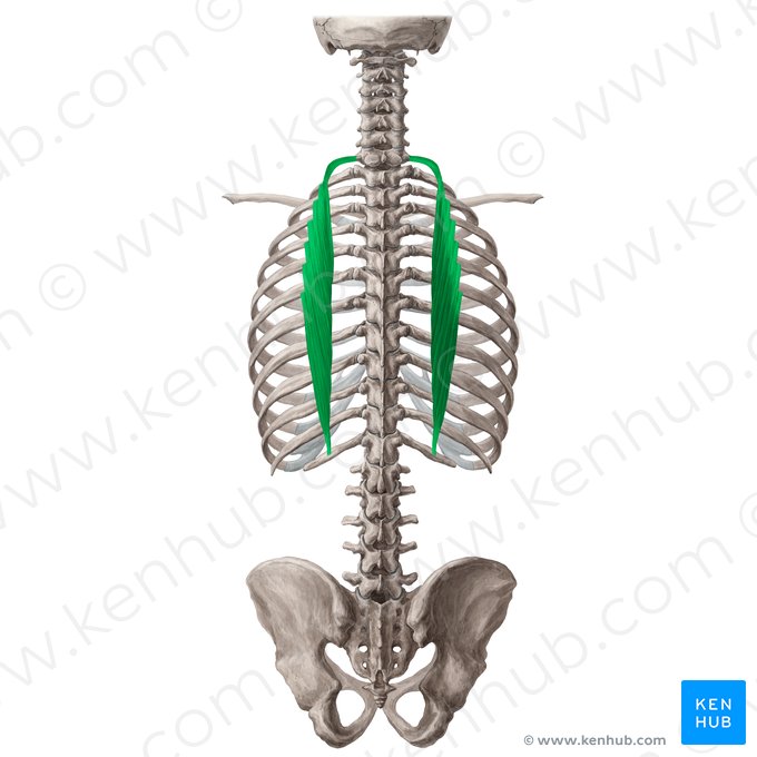 Músculo iliocostal torácico (Musculus iliocostalis thoracis); Imagen: Yousun Koh