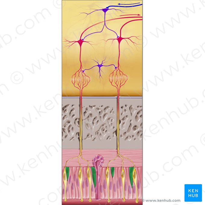 Cellules basales (Cellulae basales); Image : Paul Kim