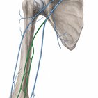 Brachial vein