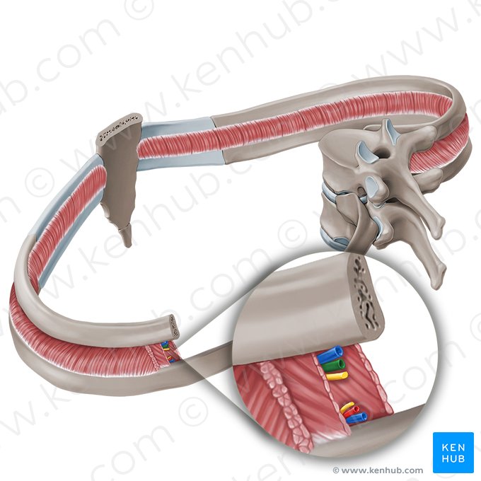 Artéria intercostal posterior (Arteria intercostalis posterior); Imagem: Paul Kim
