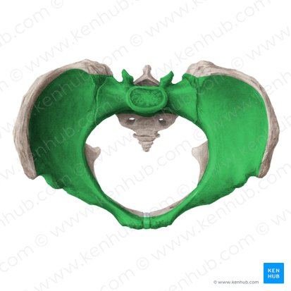 Pelvis mayor (Pelvis major); Imagen: Liene Znotina