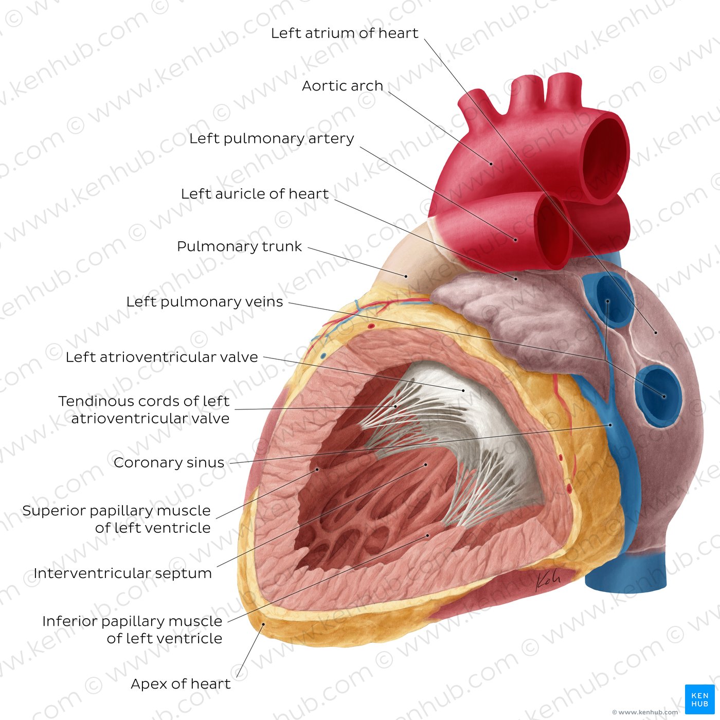 Left atrium and ventricle of the heart (labeled)