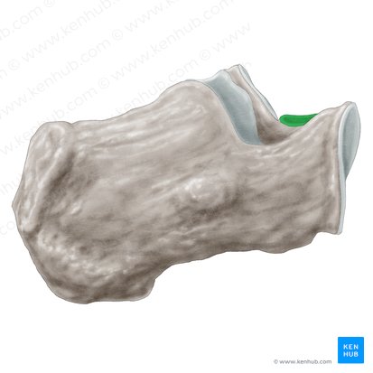 Facies articularis talaris anterior calcanei (Vordere Sprungbeingelenkfläche des Fersenbeins); Bild: Samantha Zimmerman