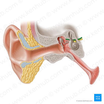Nervio facial (Nervus facialis); Imagen: Paul Kim
