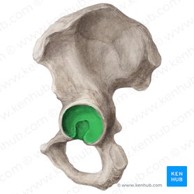 Acetabulum of hip bone (Acetabulum ossis coxae); Image: Liene Znotina