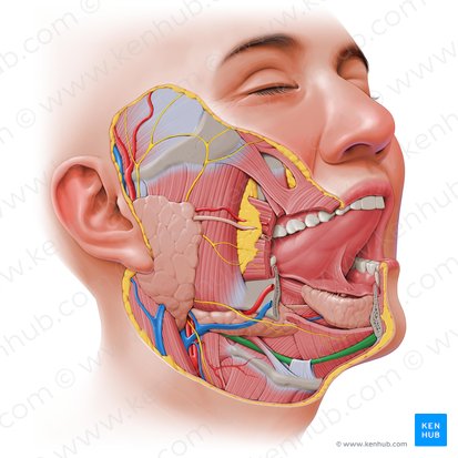 Digastric muscle (Musculus digastricus); Image: Paul Kim