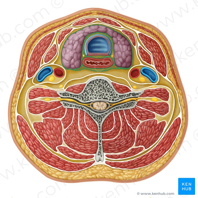 Fáscia visceral (Fascia visceralis); Imagem: Irina Münstermann