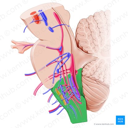 Bulbo raquídeo (Medulla oblongata); Imagen: Paul Kim