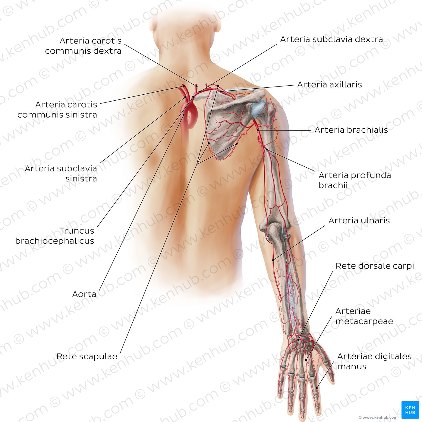 Arterien der oberen Extremität - posterior