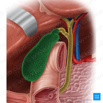 Gallbladder (Vesica biliaris); Image: Samantha Zimmerman