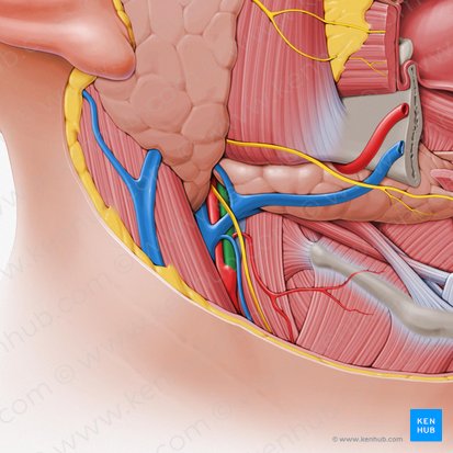 Arteria carotis externa (Äußere Halsschlagader); Bild: Paul Kim