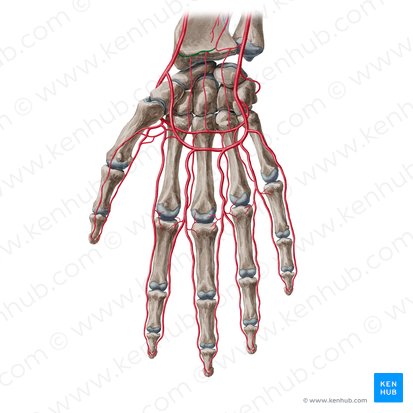 Ramo carpal palmar da artéria radial (Ramus carpeus palmaris arteriae radialis); Imagem: Yousun Koh