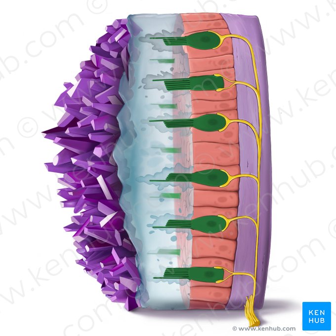 Vestibular hair cell (Vestibulocytus); Image: Tal Bavli Ziv