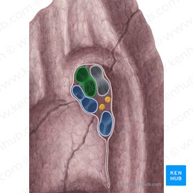 Right pulmonary artery (Arteria pulmonalis dextra); Image: Yousun Koh