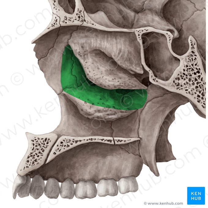 Meato nasal médio (Meatus nasalis medius); Imagem: Yousun Koh