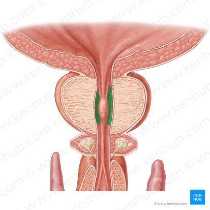 Ductuli prostatici (Prostataausführungsgänge); Bild: Samantha Zimmerman