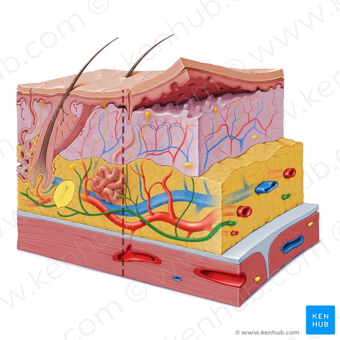 Subcutaneous neural plexus (Plexus nervosus subcutaneus); Image: Paul Kim