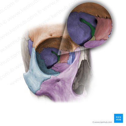 Fissura orbitalis superior (Obere Augenhöhlenspalte); Bild: Paul Kim