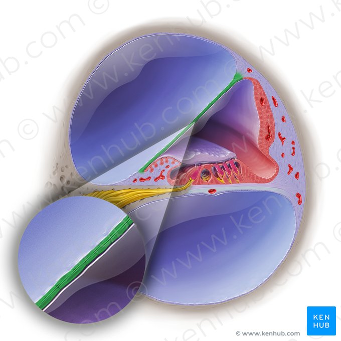 Membrana vestibular de la cóclea (Membrana vestibularis ductus cochlearis); Imagen: Paul Kim