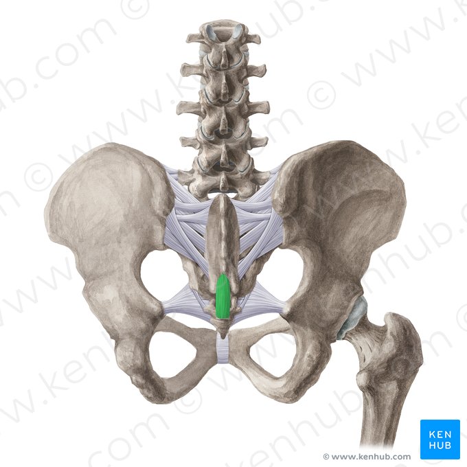 Ligamento sacrocoxígeo posterior profundo (Ligamentum sacrococcygeum posterius profundum); Imagen: Liene Znotina