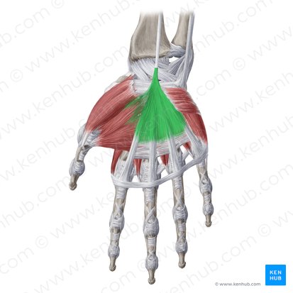 Palmar aponeurosis (Aponeurosis palmaris); Image: Yousun Koh