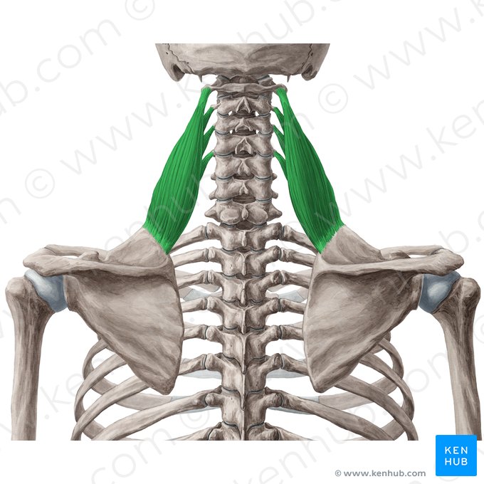 Levator scapulae muscle (Musculus levator scapulae); Image: Yousun Koh