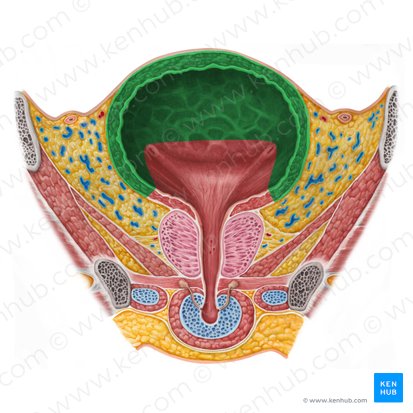 Cuerpo de la vejiga urinaria (Corpus vesicae urinariae); Imagen: Irina Münstermann