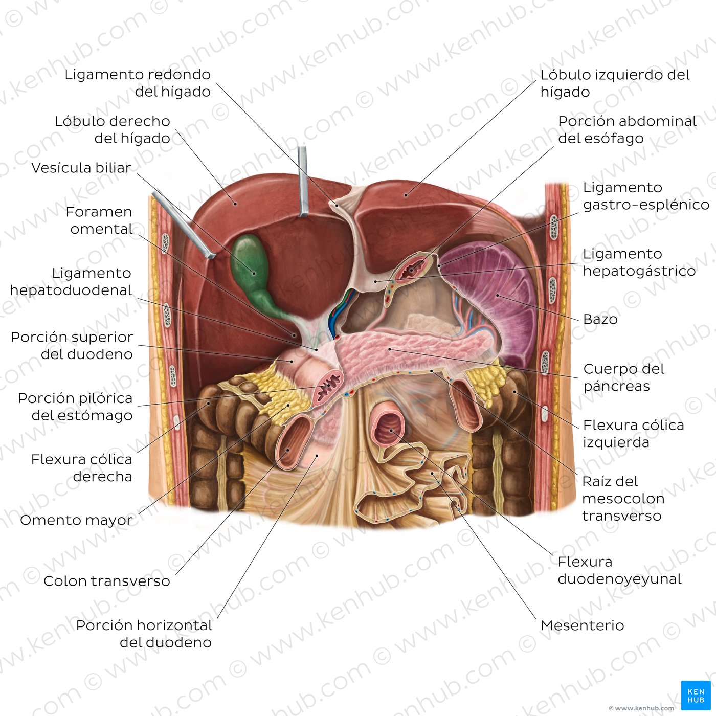 Liver in situ