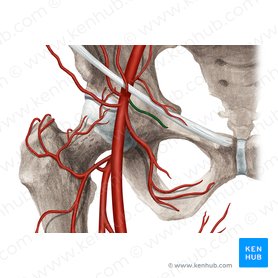 Artéria pudenda externa superficial (Arteria pudenda externa superficialis); Imagem: Rebecca Betts