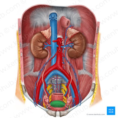 Útero (Uterus); Imagen: Irina Münstermann