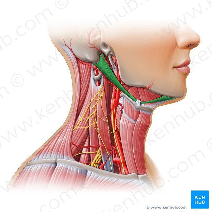 Músculo digástrico (Musculus digastricus); Imagem: Paul Kim