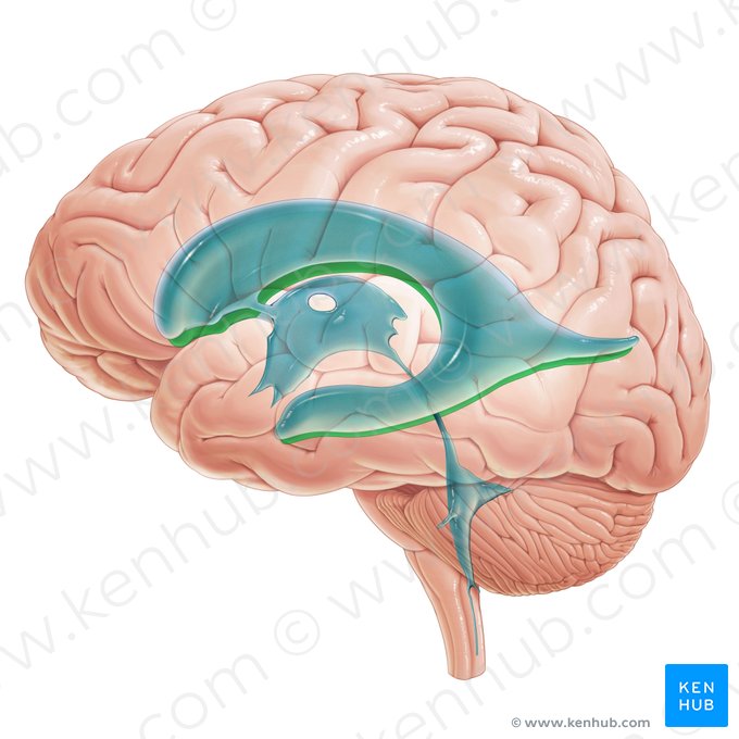 Ventrículo lateral derecho (Ventriculus lateralis dexter); Imagen: Paul Kim