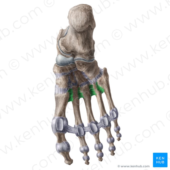 Plantar metatarsal ligaments (Ligamenta metatarsea plantaria); Image: Liene Znotina