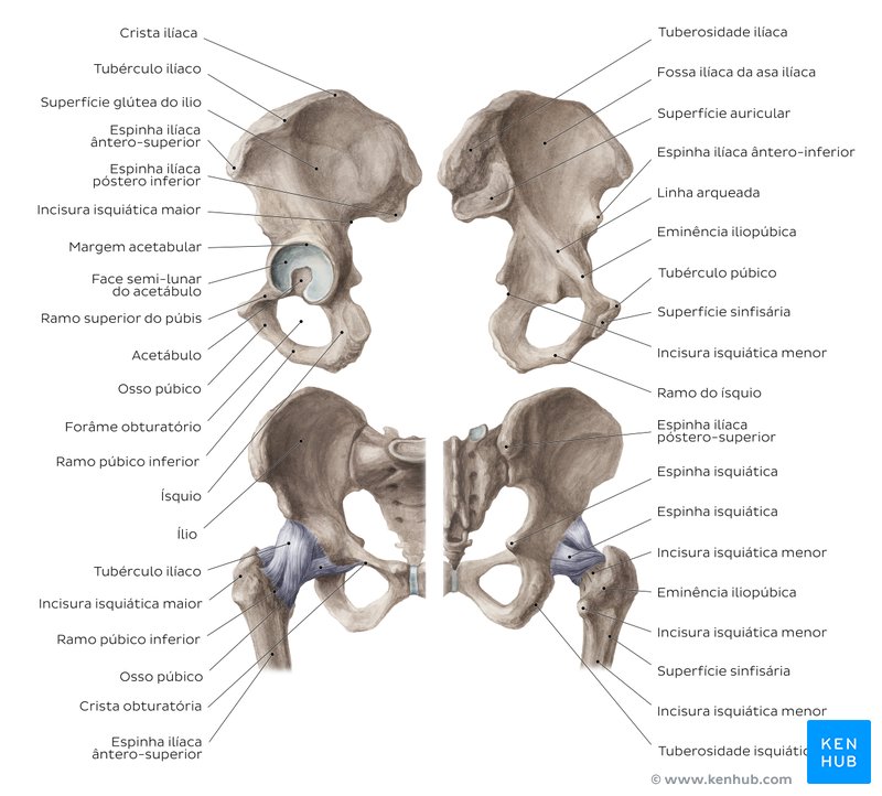 Anatomia Do Membro Inferior Ossos Musculos E Nervos Kenhub