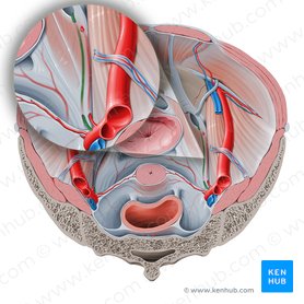 Arteria obturatoria (Hüftlocharterie); Bild: Paul Kim