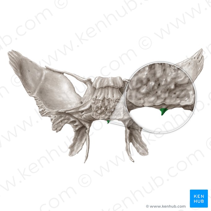 Pico esfenoidal (Rostrum sphenoidale); Imagen: Samantha Zimmerman