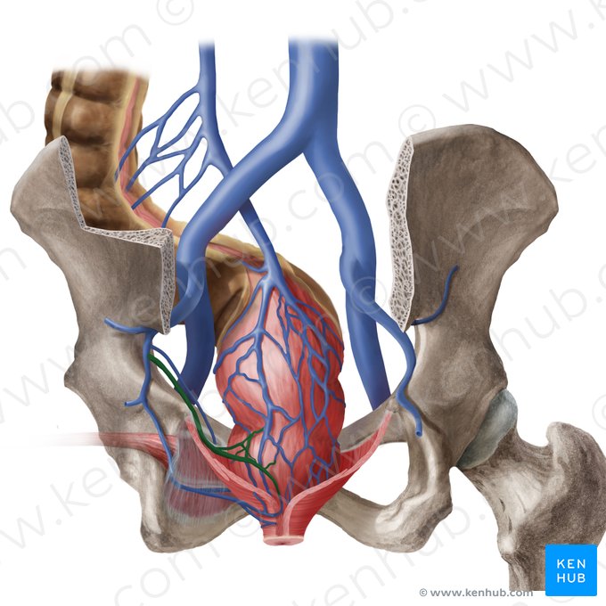 Middle anorectal veins (Venae anorectales mediae); Image: Begoña Rodriguez