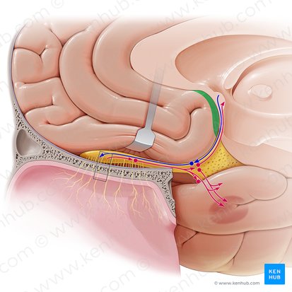 Gyrus paraterminalis (Paraterminalwindung); Bild: Paul Kim