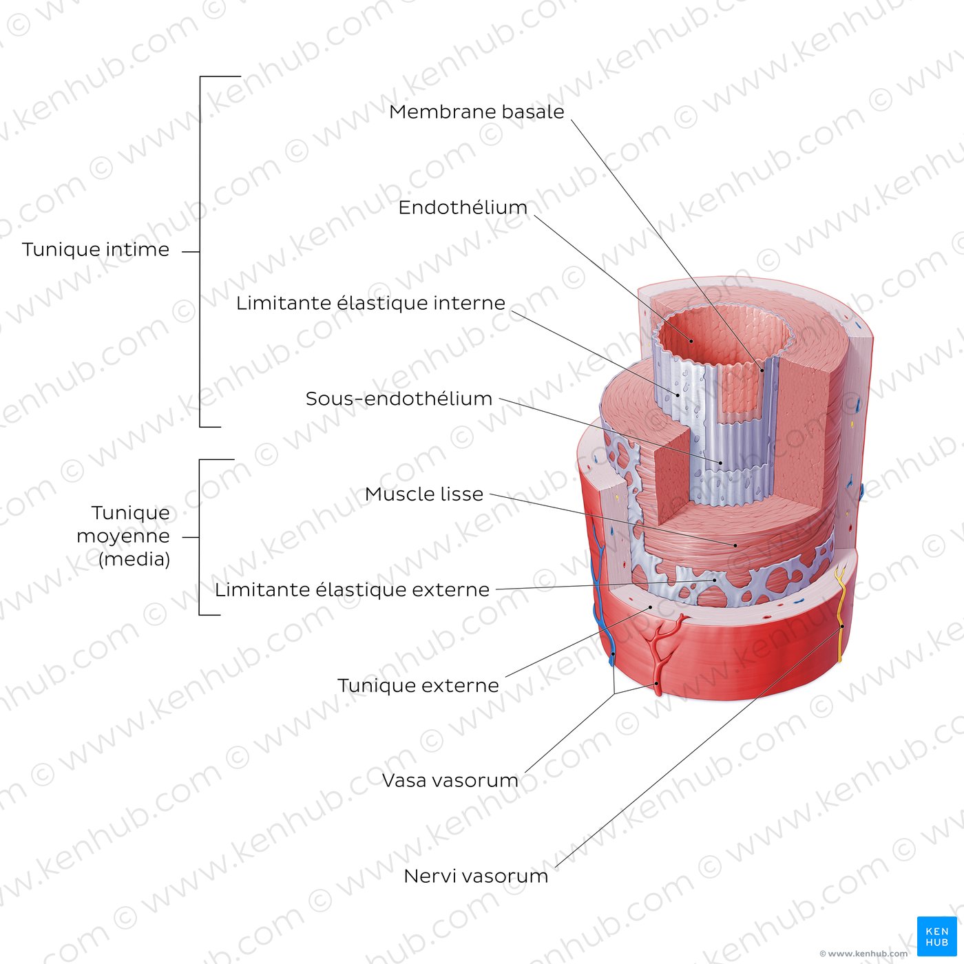 Structure histologique d'une artère