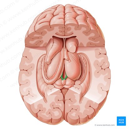Stria medullaris thalami (Markstreifen des Thalamus); Bild: Paul Kim