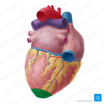 Apex of heart (Apex cordis); Image: Yousun Koh