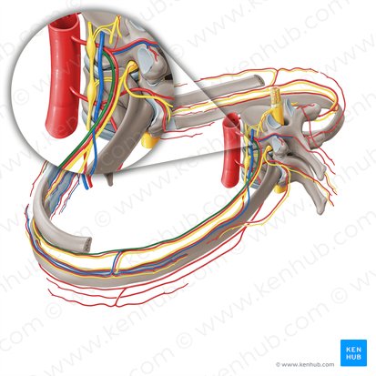 Vena intercostalis posterior (Hintere Zwischenrippenvene); Bild: Paul Kim