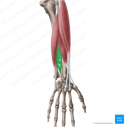 Interosseous membrane of forearm (Membrana interossea antebrachii); Image: Yousun Koh